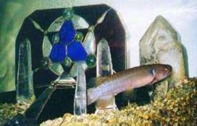 stained glass inside a fish tank